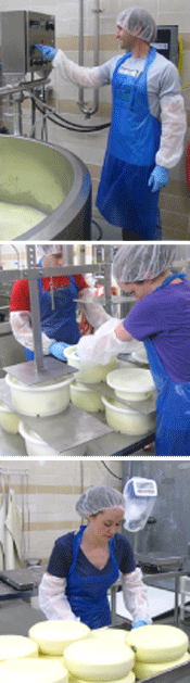 Cheesemaking in the Arbuthnot Dairy Center