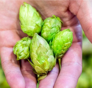 close up image of hops held in a hand