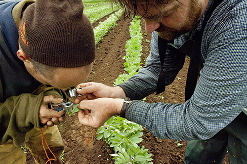 OSU metro small farm agent Nick Andrews and Sauvie Island Organics field assistant Scott Latham (wearing cap) use a magnifying glass to identify a leaf pea weevil on the farm near Portland, Oregon
