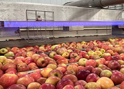 Apples run under an ultraviolet light bar in April along a packing line in Washington’s Yakima Valley. (Courtesy Claire Murphy/Washington State University)