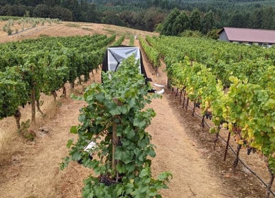 Pinot noir grapes at Oregon State University's Woodhall Vineyard undergoing smoke experiments. Photo: Sean Nealon.