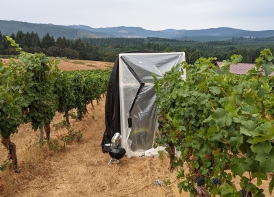 Pinot noir grapes at Oregon State University's Woodhall Vineyard undergoing smoke experiments. (Credit: Sean Nealon / OSU)