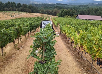 Wine smoke research in field