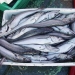 Basket full of Pacific hake (Merluccius productus) on the NOAA ship Miller Freeman during the hake acoustic survey. Credit: Vanessa Tuttle, NOAA Fisheries.