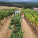 Wine smoke research in field