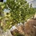 A row of grapes is seen inside the quasi greenhouse at the Oregon Sate University's vineyard near Alpine Oregon. Photo: Andrew Selsky, Associated Press