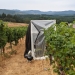 Pinot noir grapes at Oregon State University's Woodhall Vineyard undergoing smoke experiments. Photo: Sean Nealon.